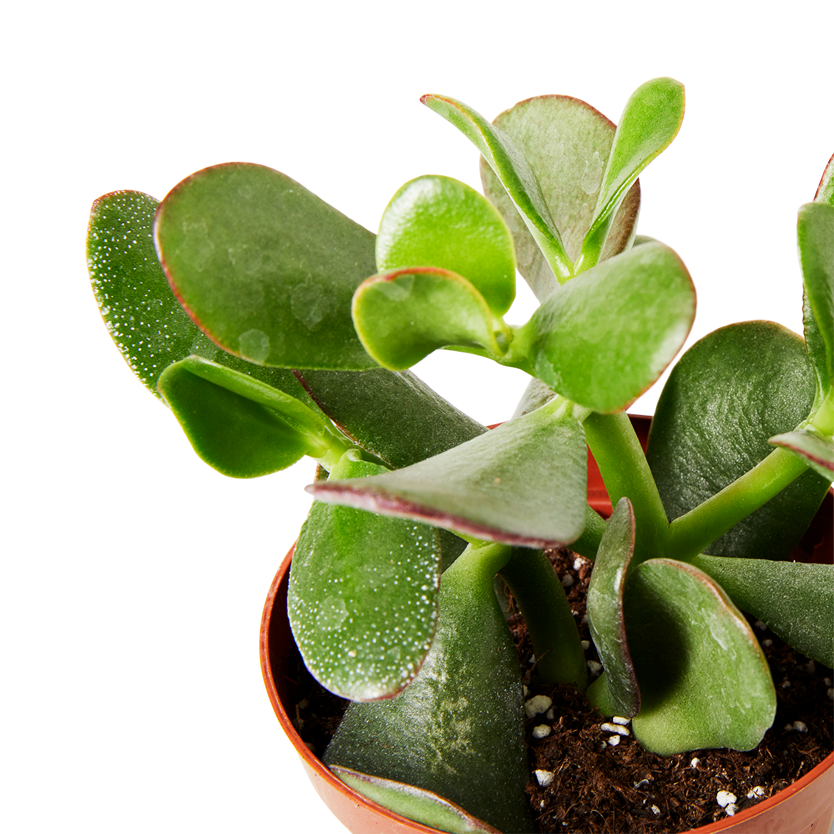 Succulent