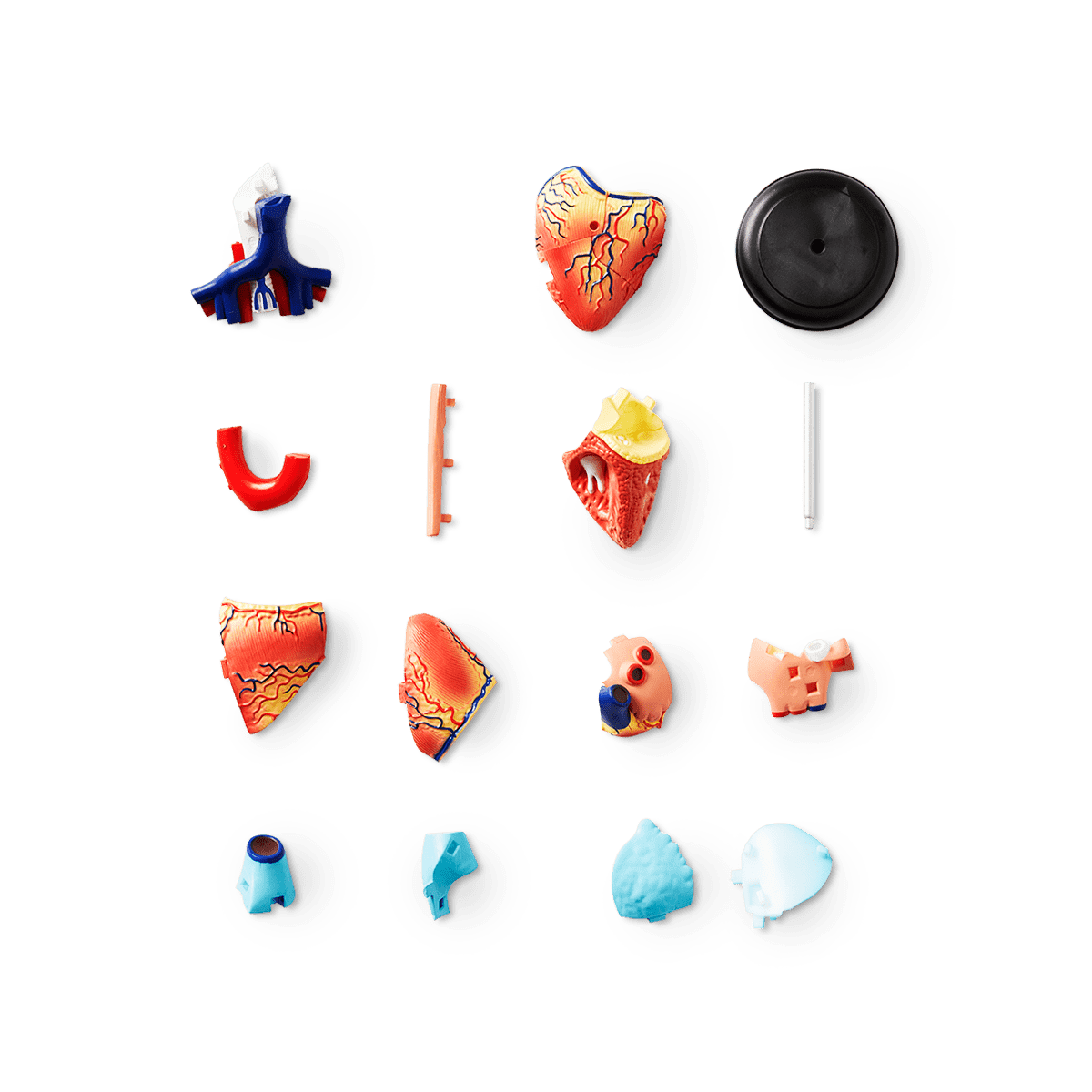3D-anatomisk model