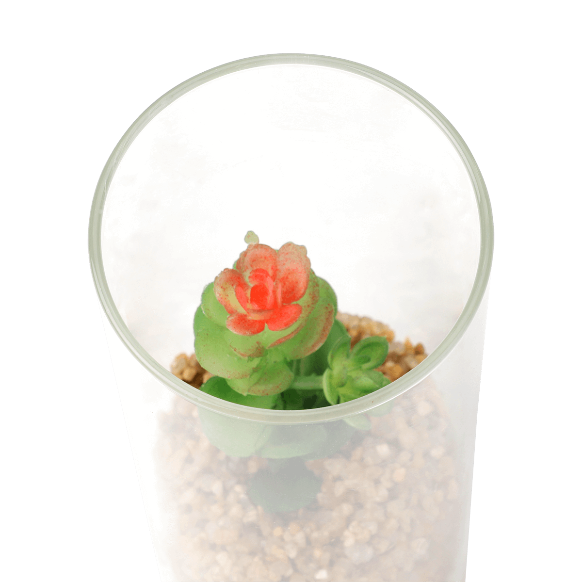 Planteterrarium. Lille