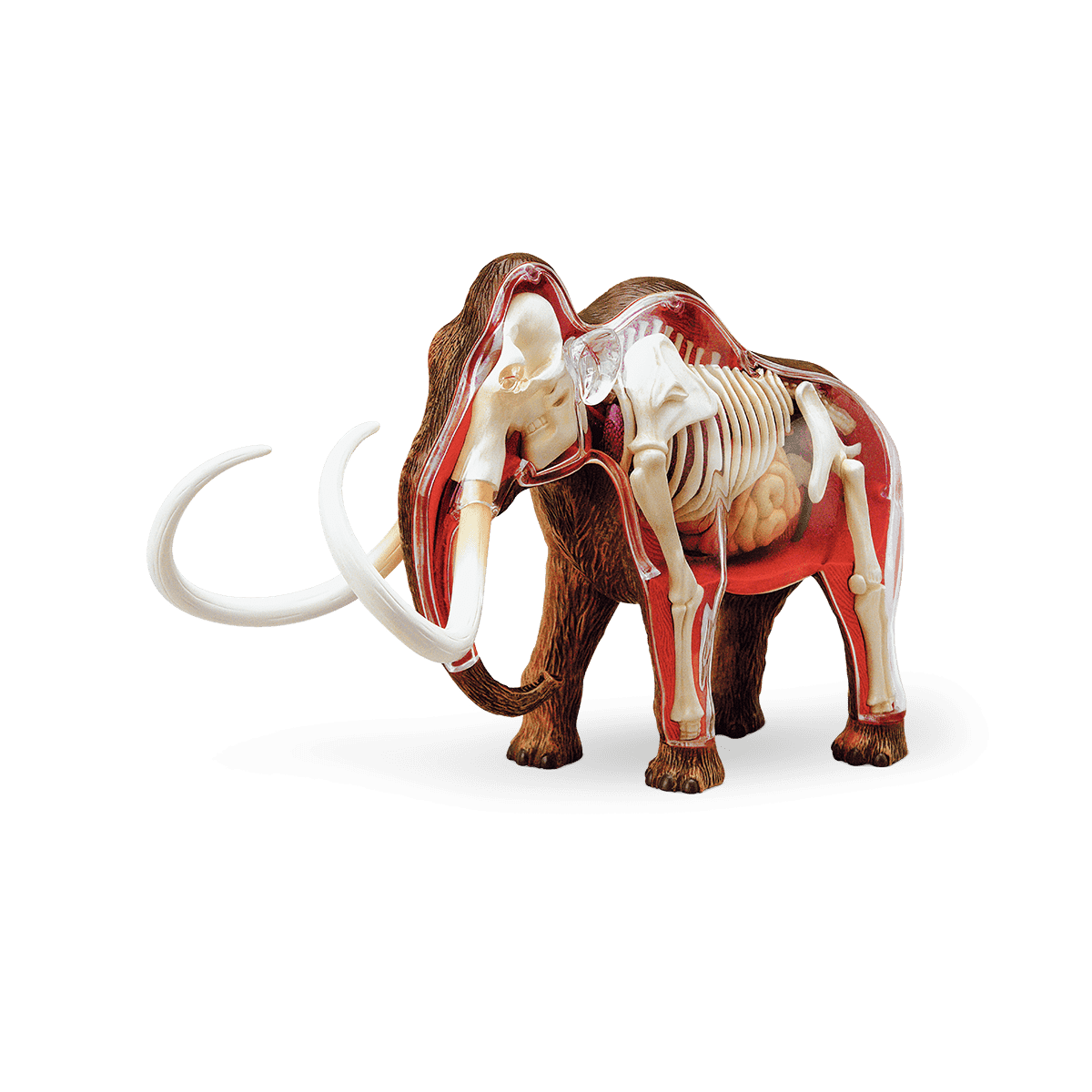 3d-anatomisk model