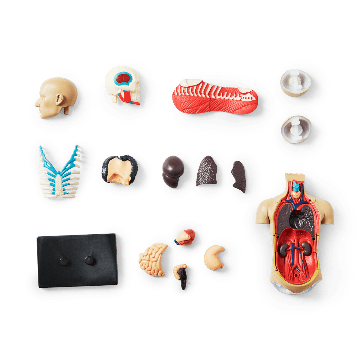 3D-anatomisk model