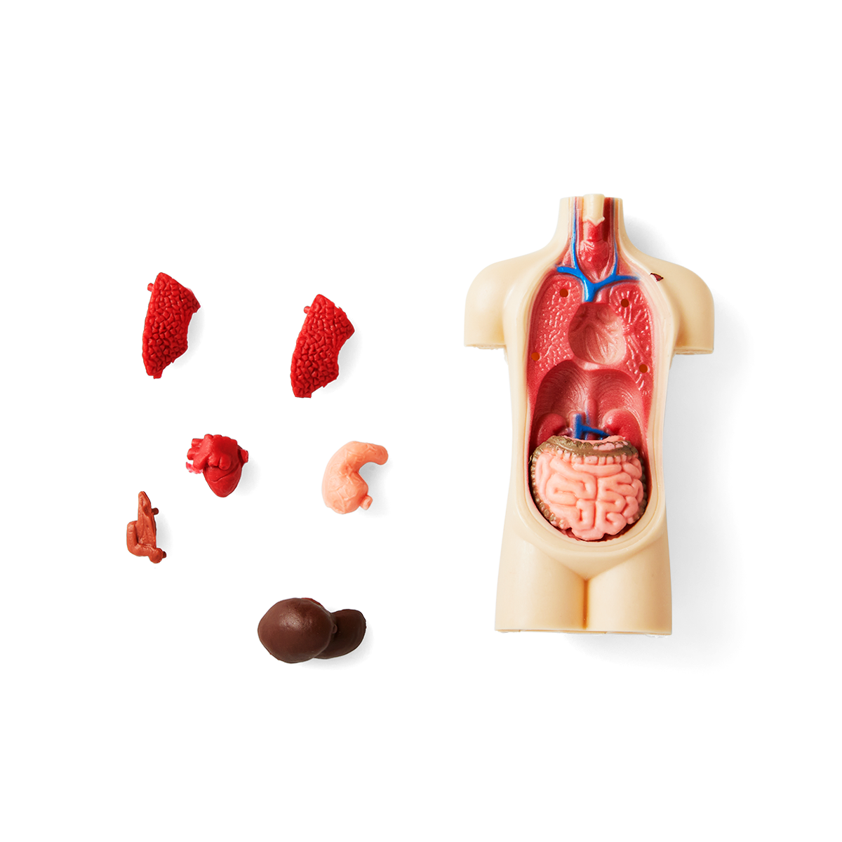 Saml selv-torso
